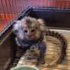 Pygmy Marmoset Monkey (Jack)