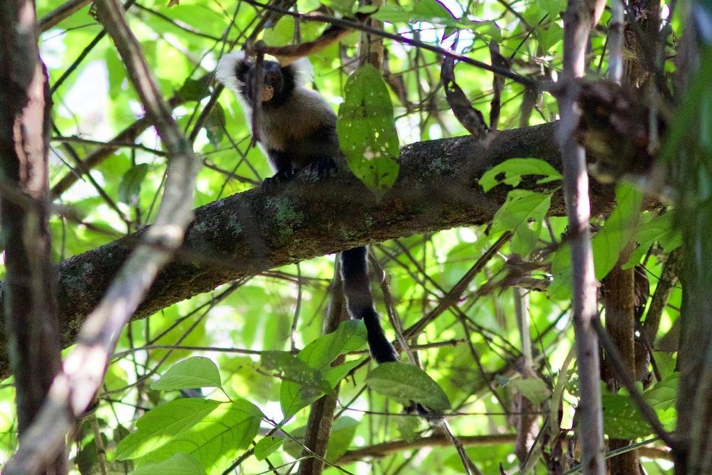 black-and-white-tassel-ear-marmoset