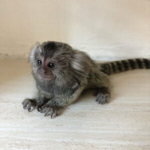 Pygmy Marmoset Monkey