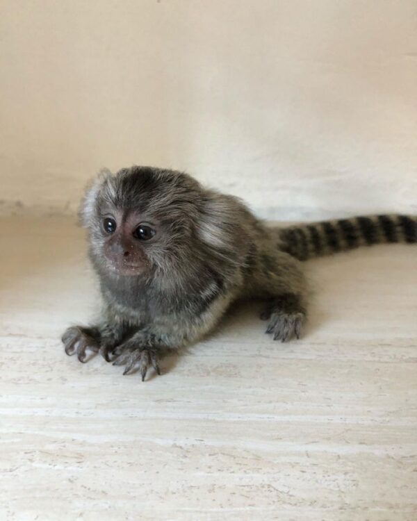 Pygmy Marmoset Monkey (Jack)