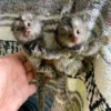 Finger Pygmy Marmoset Monkey For Sale, Guru & Vin 8-Weeks-Old Female & Male