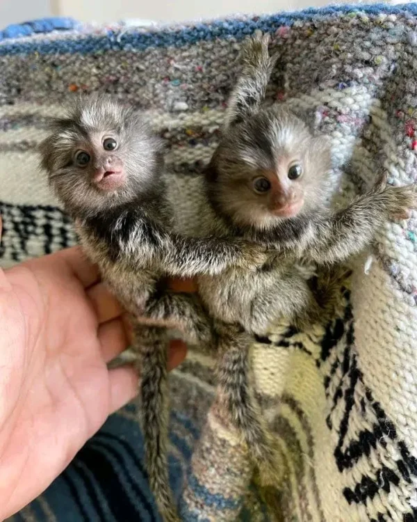 Finger Pygmy Marmoset Monkey For Sale, Guru & Vin 8-Weeks-Old Female & Male