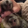 Finger Pygmy Marmoset Monkey For Sale, Guru & Vin 8-Weeks-Old Female & Male