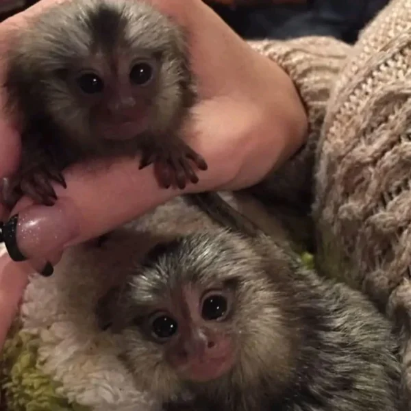 Finger Pygmy Marmoset Monkey For Sale, Guru & Vin 8-Weeks-Old Female & Male