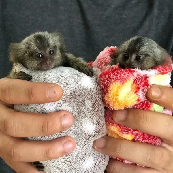 Finger Pygmy Marmoset Monkey For Sale, Guru & Vin 8-Weeks-Old Female & Male