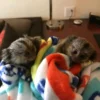 Finger Pygmy Marmoset Monkey For Sale, Guru & Vin 8-Weeks-Old Female & Male