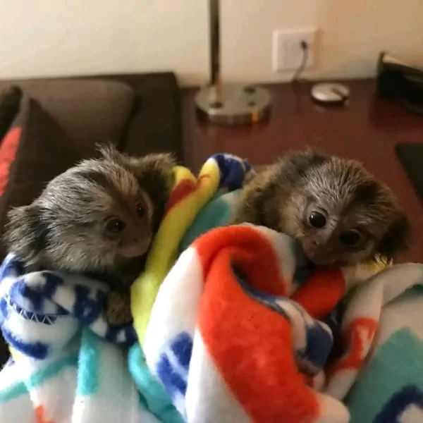 Finger Pygmy Marmoset Monkey For Sale, Guru & Vin 8-Weeks-Old Female & Male