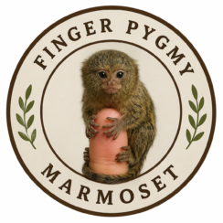 Finger Pygmy Marmoset 