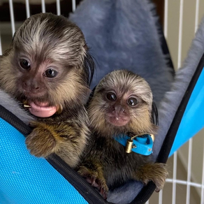 Finger Pygmy Marmoset Monkey (Luna & Cruz)